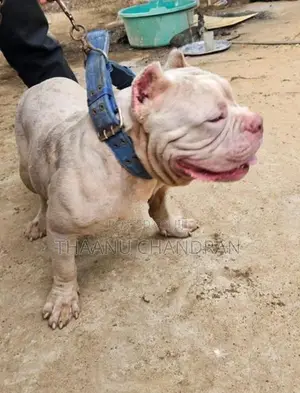 American Bully
