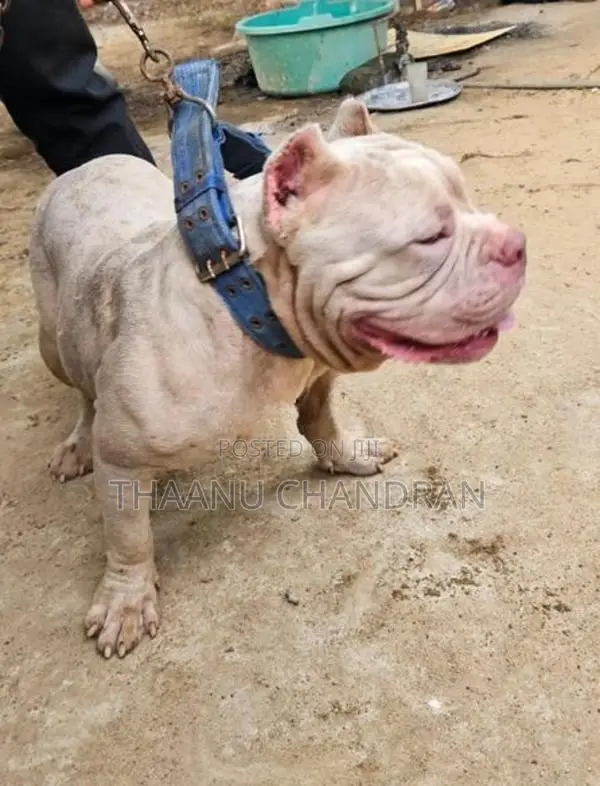 American Bully