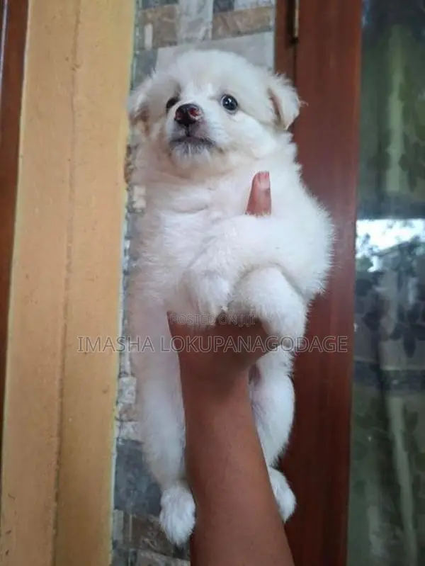 Lion Pomeranian Puppies