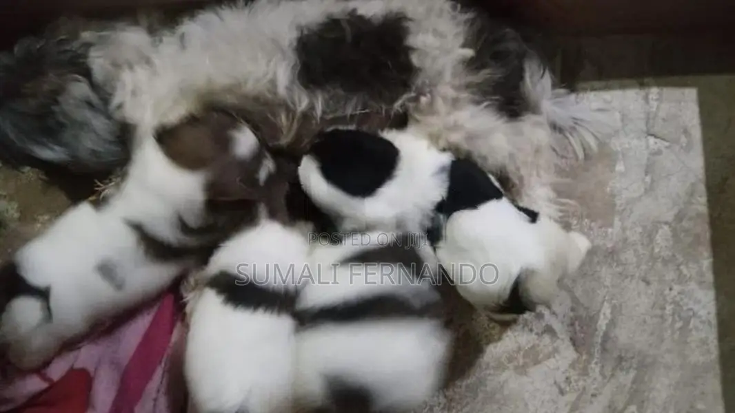 Shih Tzu Puppies