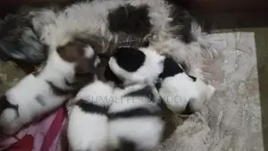 Shih Tzu Puppies