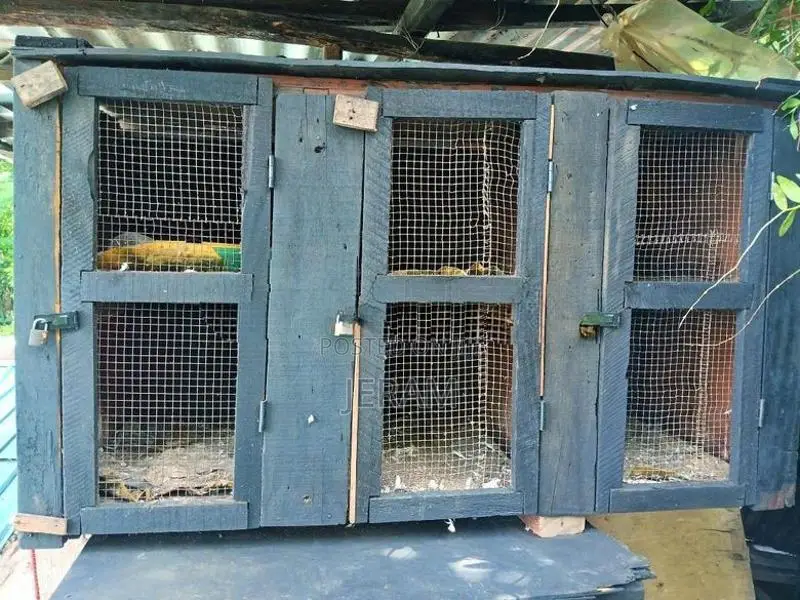 Pigeon Breeding Cage