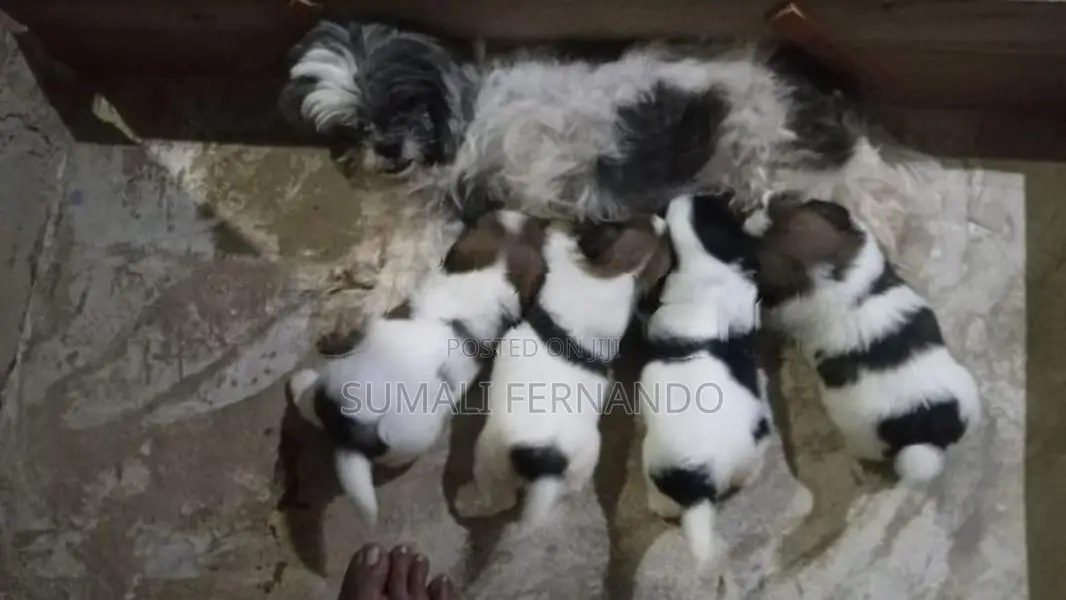 Shih Tzu Puppies