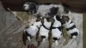 Shih Tzu Puppies