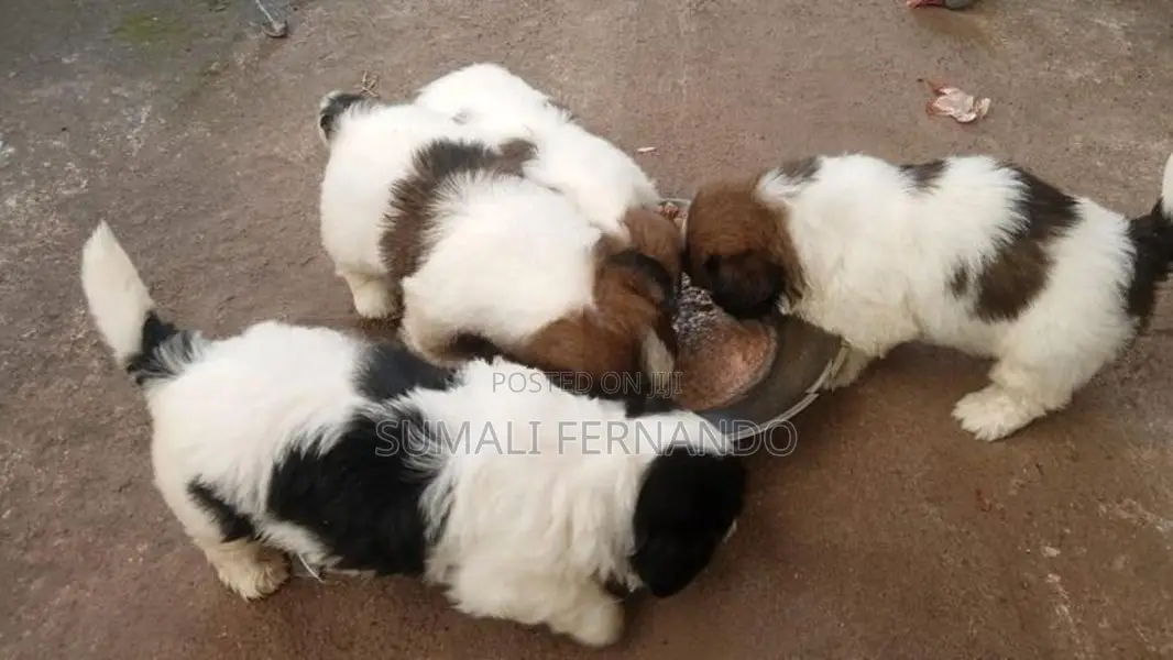 Shih Tzu Puppies