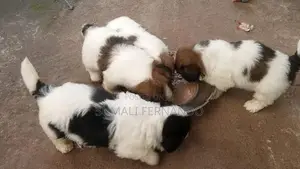 Shih Tzu Puppies