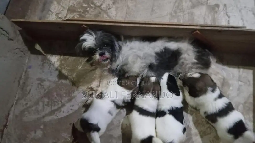 Shih Tzu Puppies