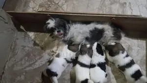 Shih Tzu Puppies