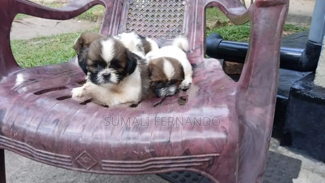 Shih Tzu Puppies
