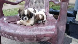 Shih Tzu Puppies