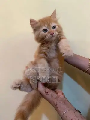 Pure Persian Kitten