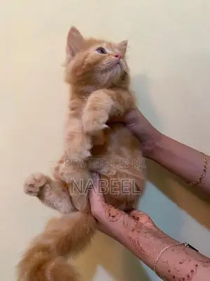 Pure Persian Kitten
