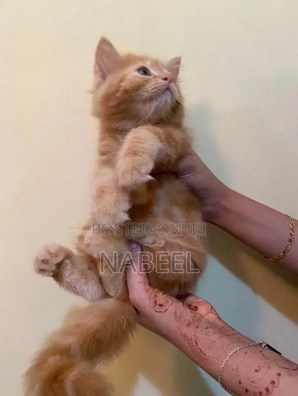 Pure Persian Kitten