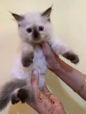 Pure Persian Kitten