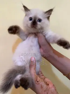 Pure Persian Kitten