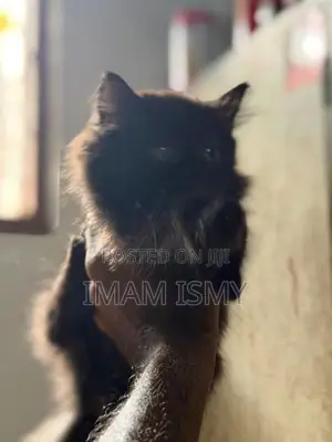 Persian Kitten