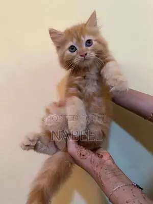 Pure Persian Kitten