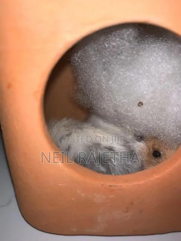 ගිනිපිග්