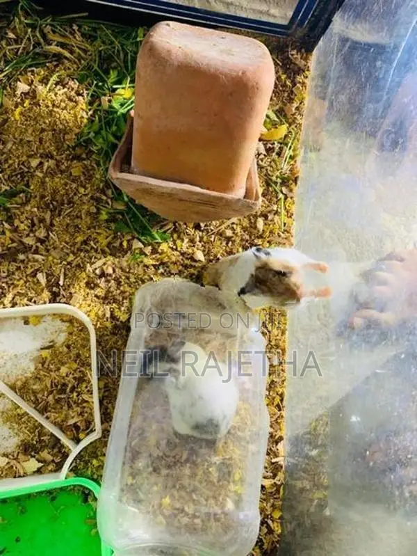 ගිනිපිග්