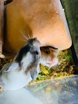 ගිනිපිග්