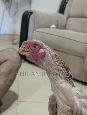 Parrot Beak Longtail Rooster