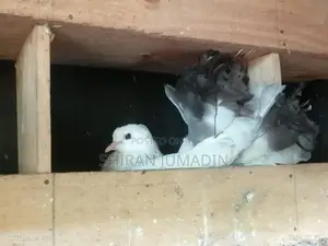 Fantail Pigeon