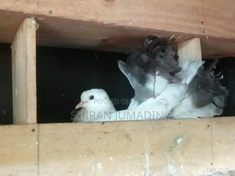 Fantail Pigeon