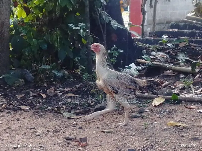 Parrot Beak Longtail Rooster