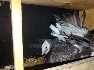 Fantail Pigeon