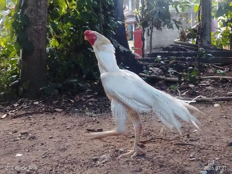 Parrot Beak Longtail Rooster
