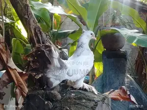 Fantail Pigeon
