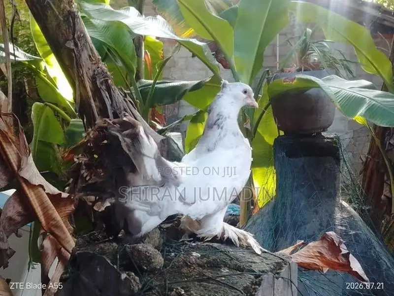 Fantail Pigeon
