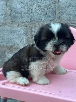 Shitzu Male Puppy