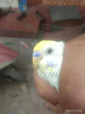 Rainbow Love Bird