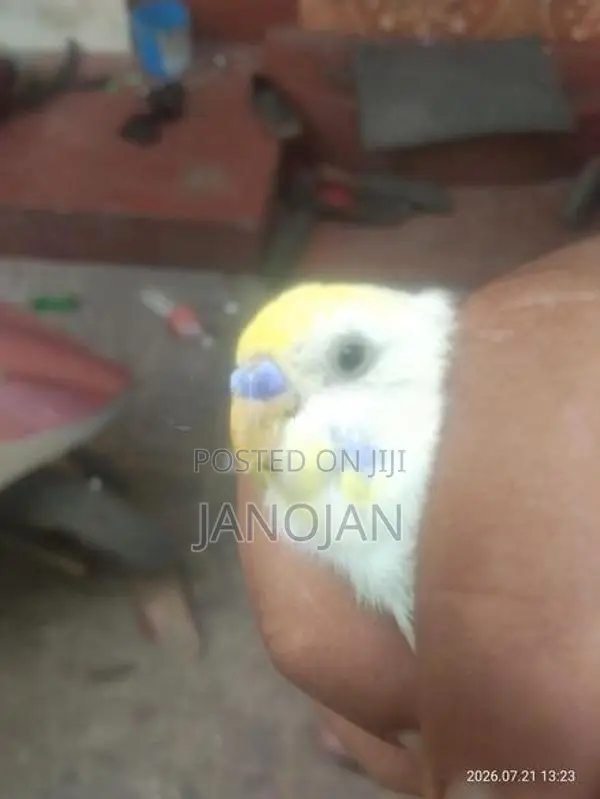 Rainbow Love Bird
