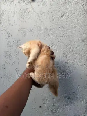 Persian Kitten