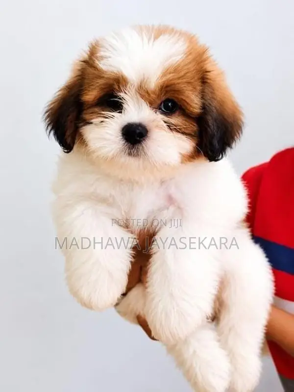 Shih Tzu Puppies
