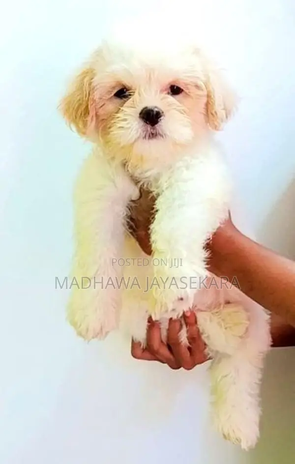 Shih Tzu Puppies