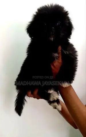Shih Tzu Puppies