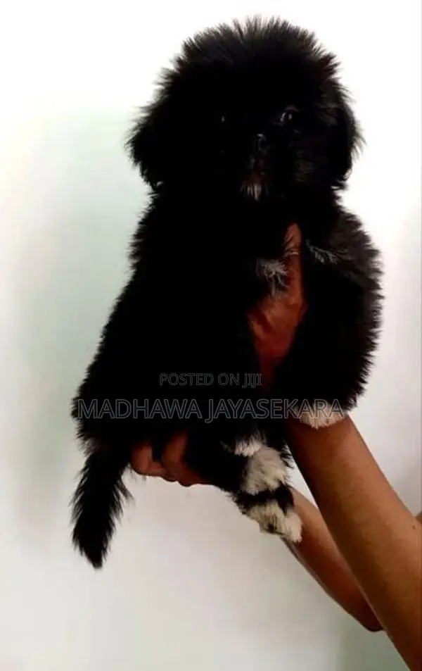Shih Tzu Puppies