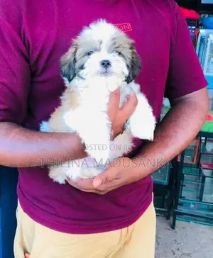 Shih Tzu Puppies