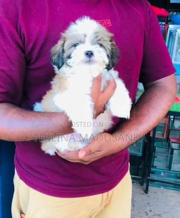 Shih Tzu Puppies