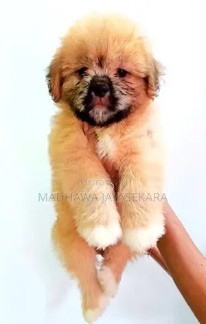 Shih Tzu Puppies