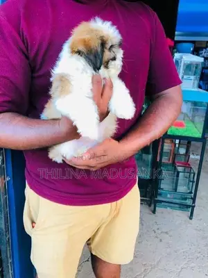 Shih Tzu Puppies