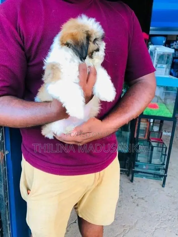 Shih Tzu Puppies
