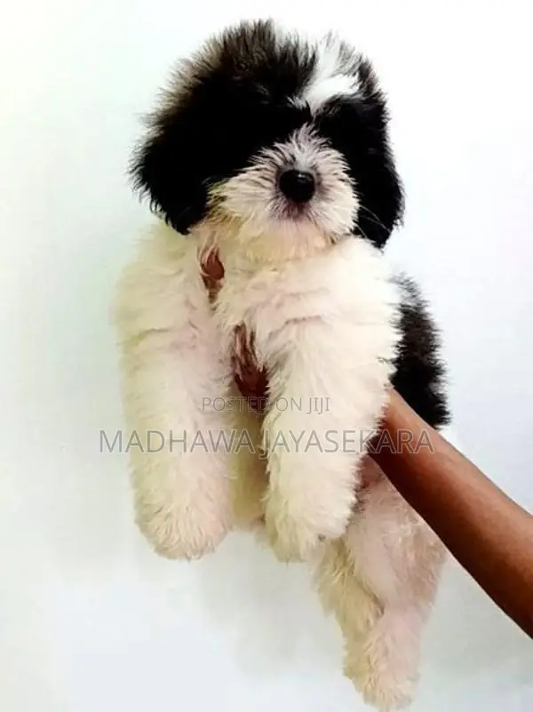 Shih Tzu Puppies