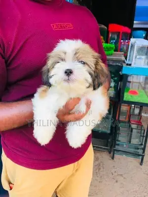 Shih Tzu Puppies