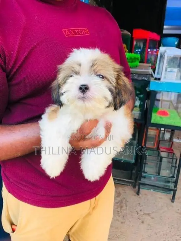 Shih Tzu Puppies