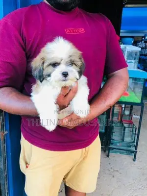 Shih Tzu Puppies