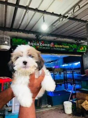 Shih Tzu Puppies